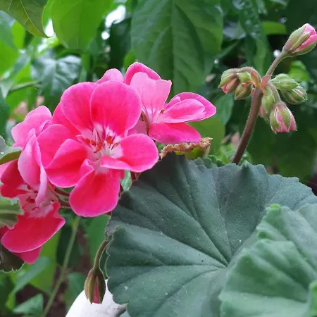 Noa's Garden *