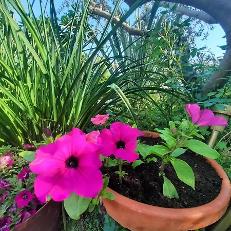 Noa's Garden Бибинье