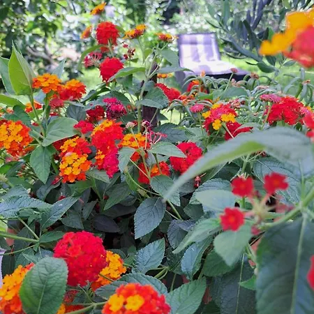 Noa's Garden
