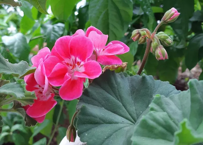 Noa's Garden *