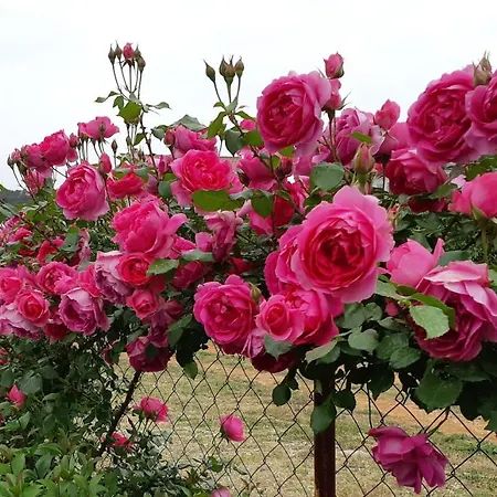 Noa's Garden Appartement Bibinje