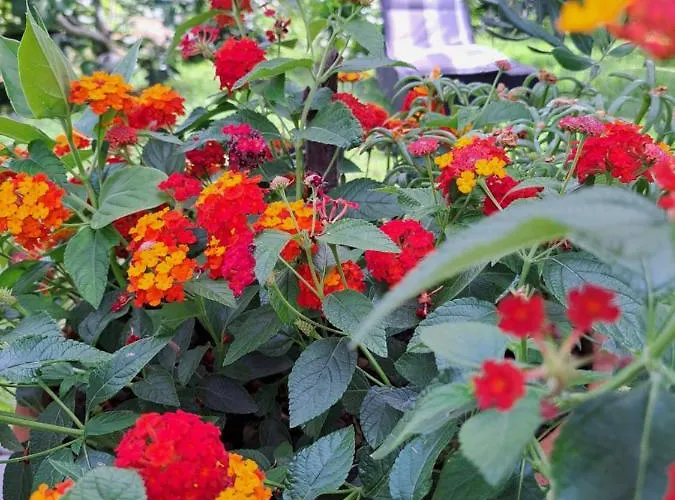 Noa's Garden